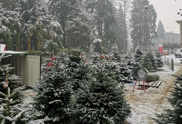 Esposizione alberi di natale innevati