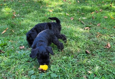 Chiots Schnauzer heureux