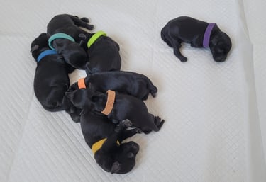 Chiots Schnauzers nains noirs