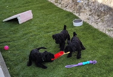 Bébés Schnauzers nains noirs