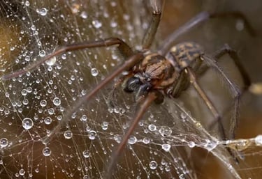 Spider Control Five Forks SC