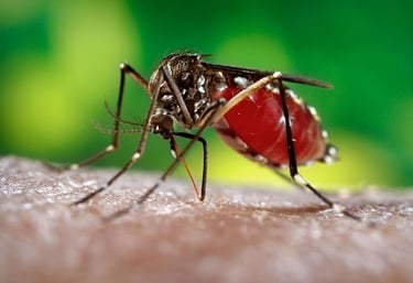 Mosquito Control Five Forks SC