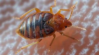 Bed Bug Control Five Forks SC