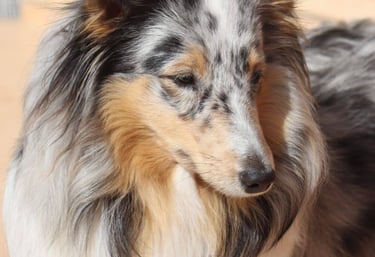 Pastor de las islas de shetland, Maravryan shelties, Shelties de Maravryan, Shetland sheepdog