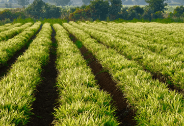 Indonesian spice farm with fresh ginger and turmeric plants