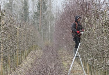 Ille ja Kalmer Kasvand suures tootmisaias tihedat õunapuuvõra noorendamas.