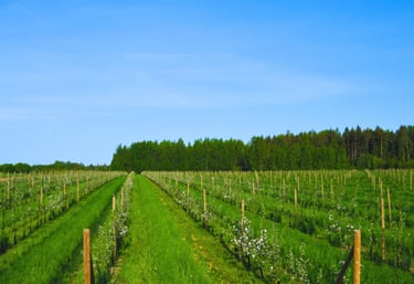 Näide aia planeerimisest meie hoole all. noore õunaaia rajamine