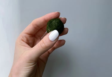 alga marimo in mano