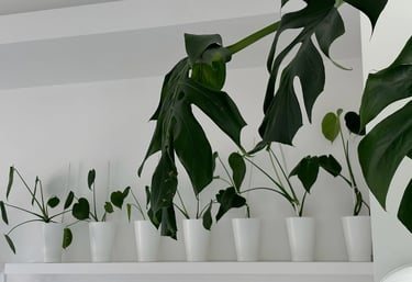 set monstera in vaso
