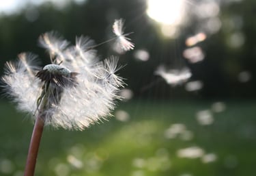 Laurence Tibourcio Naturopathe hygiéniste propose des consultations en visio ou par téléphone
