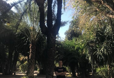 palmeral de Elche