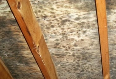 mold in attic roof