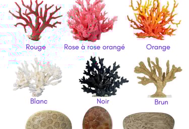 Les couleurs du Corail bijoux Les Couleurs de Lo