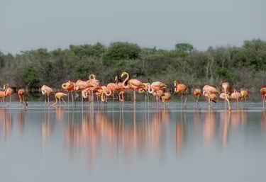 narrativa cultural: a group of flamingos standing in the water