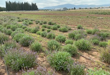 a field with a bunch of flowers and trees