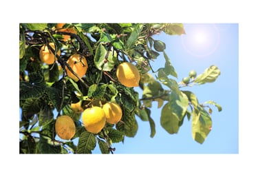 a bunch of lemons hanging from a tree