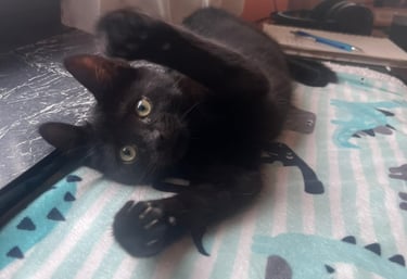 eine schwarze Katze, die spielt
