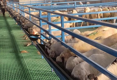 Hi tech Goat farm image  next to them