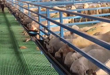 Hi tech goat farm
