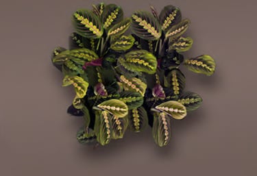maranta