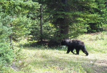 a black bear walking out of the woods