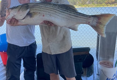 Big Striper on Lake Texoma