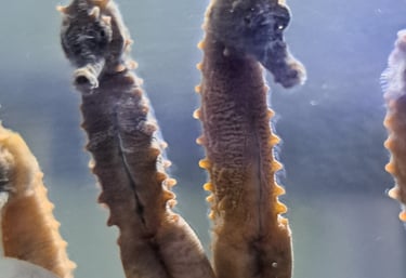  Male Seahorses