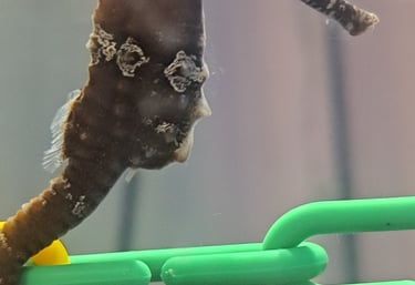 Female Seahorse