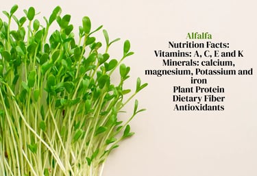 Fresh green alfalfa plant Medicago sativa rich in vitamins and minerals