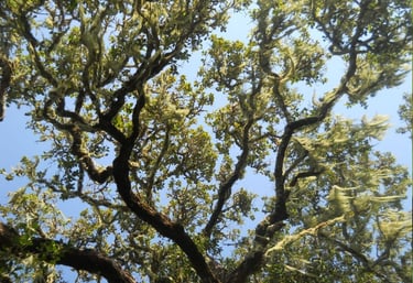 Platbos forest tree canopy