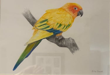 Vibrantly Coloured Sun Conure or Sun Parakeet