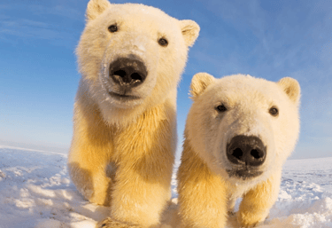 Bankeaz | Two Polar Bears standing in the snow