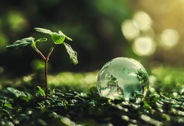 Bankeaz | Sustainability | A little plant that grows 