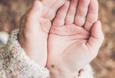 dvi suglaustos rankos laikančios vabalą