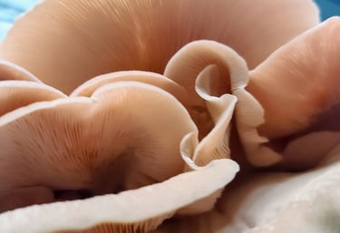 Close-up of oyster mushrooms showing delicate gills.