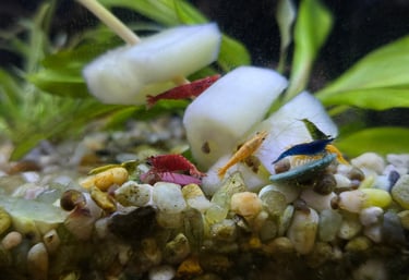 Shrimp and fish in a freshwater aquarium with plants.