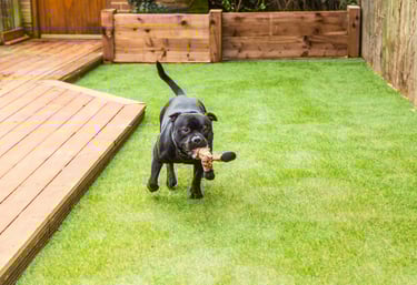 artificial turf for dogs phoenix