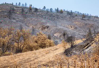 Incendie de l'Aude août 2025. Végétation et collines calcinée.