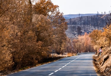 Incendie de l'Aude août 2025. Route au milieu de végétation brûlée.