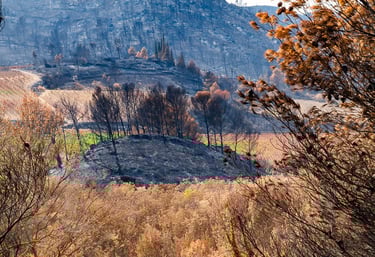 Incendie dans l'Aude la nature détruite