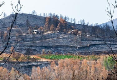 Incendie de l'Aude août 2025. Vigne et collines brûlées.