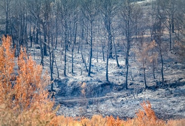 Incendie de l'Aude août 2025. Arbres calcinés.