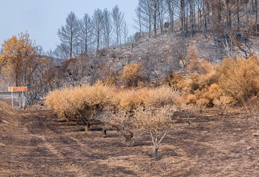 Incendie de l'Aude août 2025. Végétation et collines calcinée.