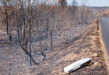Incendie de l'Aude août 2025. Végétation calcinée en bord de route.