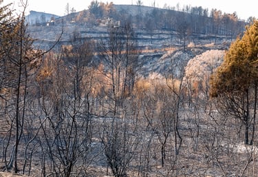 Incendie de l'Aude août 2025. Végétation et collines calcinées.