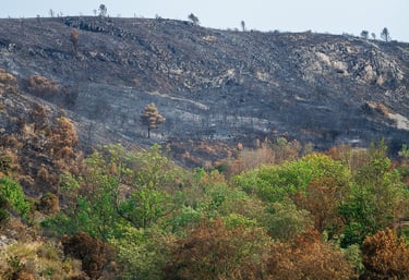 Incendie de l'Aude août 2025. Végétation calcinée. Lisière de l'incendie. Un arbre seul.