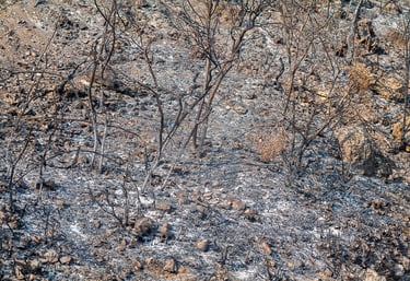 Incendie de l'Aude août 2025. Végétation calcinée.