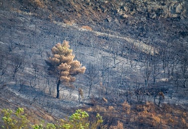 Incendie dans l'Aude la nature détruite
