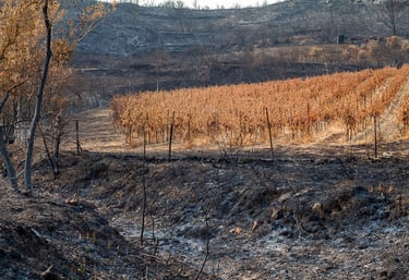 Incendie de l'Aude août 2025. Vigne et collines brûlées.