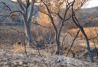 Incendie de l'Aude août 2025. Arbres calcinés.